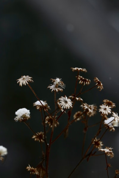 选择性集中常见的雏菊花的照片
